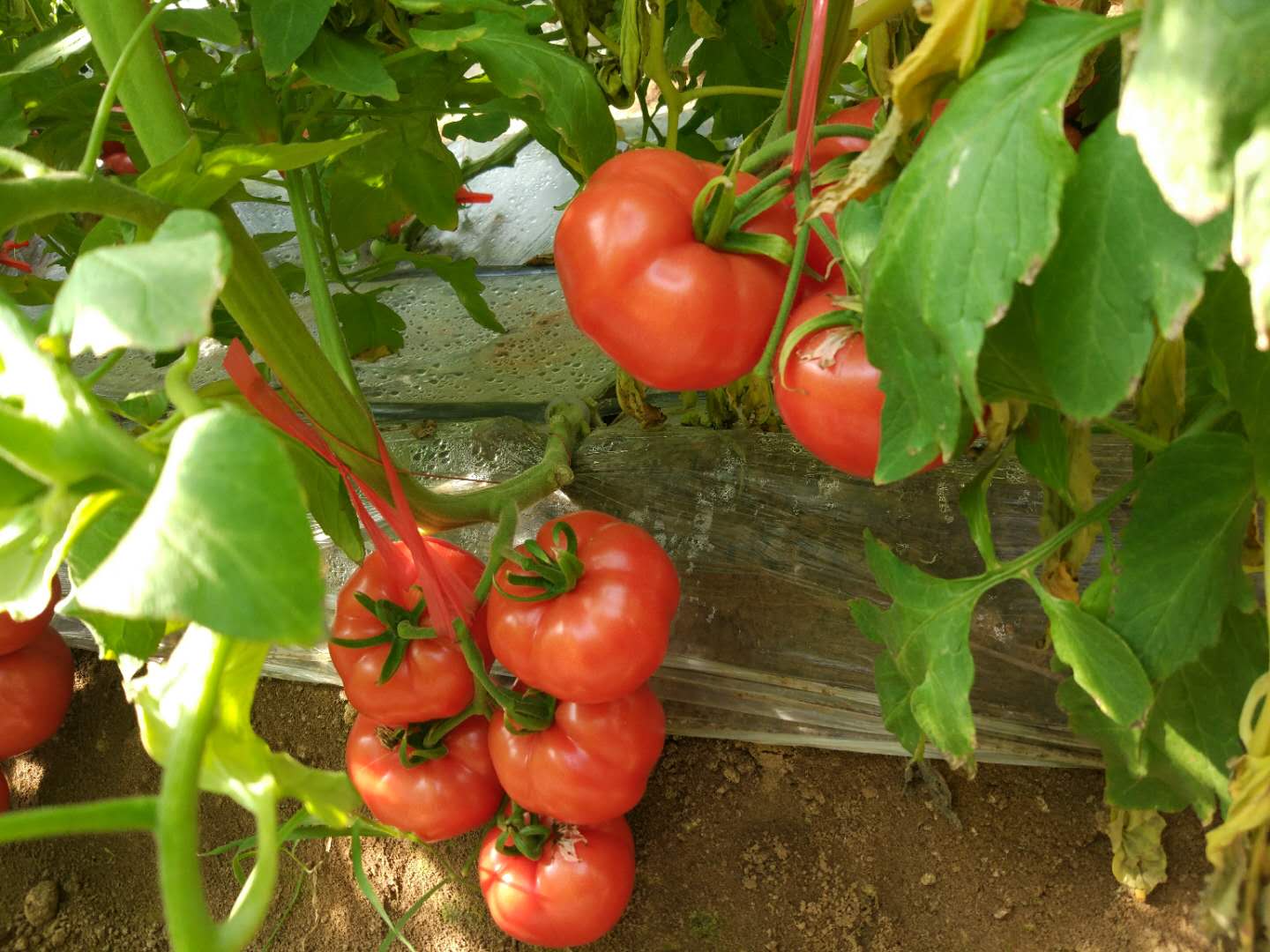 从顶流到弃子，网红“普罗旺斯”番茄开始走团购之路 | CBNData