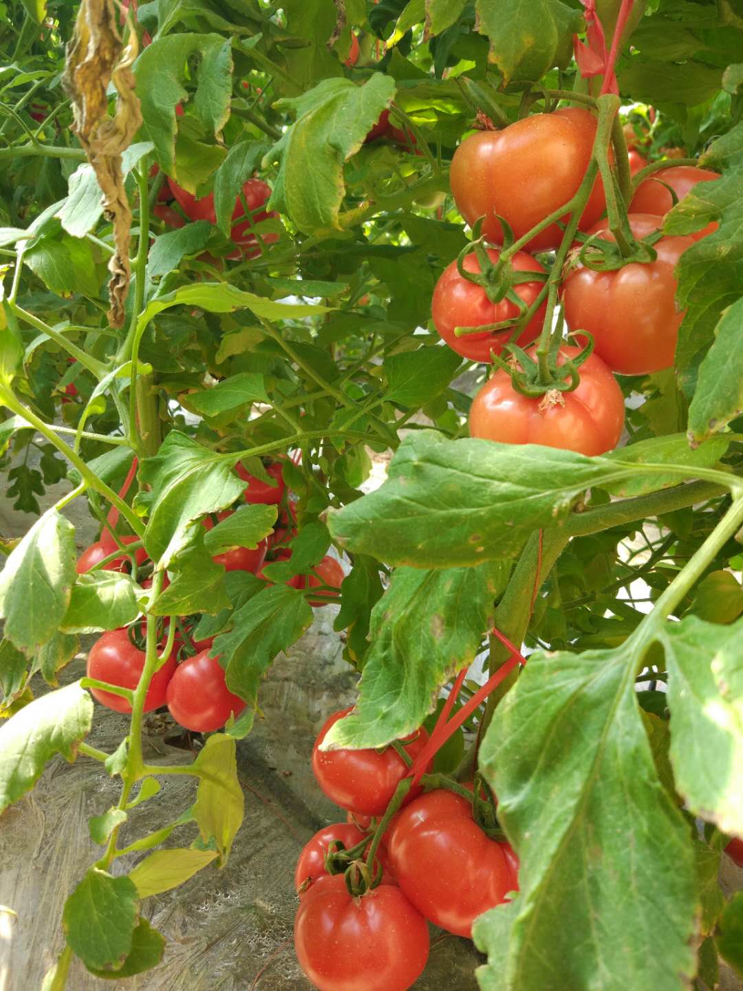 厂家批发 太空绿钻石番茄种子 1g/袋-阿里巴巴